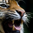 Roarrrrrr