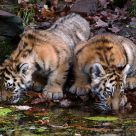 Synchronous Drinking