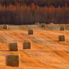 After the Harvest