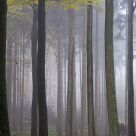 Misty sunday afternoon