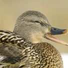 Mallard female