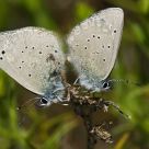 Icaros copulando