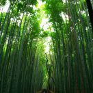Green Tunnel