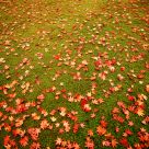 Stars fallen to the ground