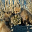 Fox Cubs at Play