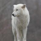 Arctic wolf