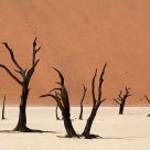 Dead Trees
