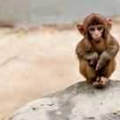Junshan - Baby Monkey