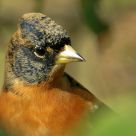 Brambling