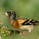 Brambling