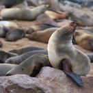 Cape Fur Seal