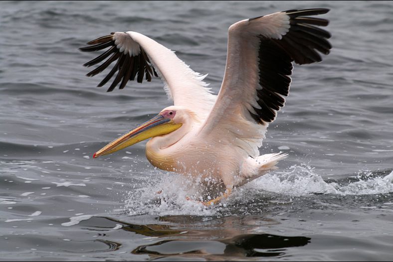 Landing Pelican