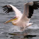 Landing Pelican