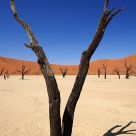 Dead Tree in Dead Vlei