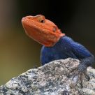 Agama agama