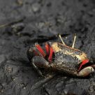Crab