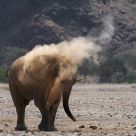 Elephant taking sand bath