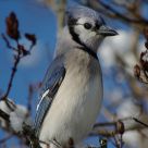 Blue Jay