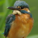 Common Kingfisher