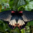 Scarlet Mormon Butterfly