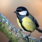 Great Tit (Parus major)