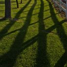 Late Afternoon Shadows