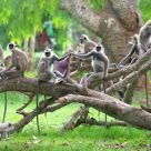 Monkey Troupe
