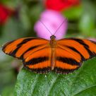Banded Orange Butterfly
