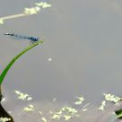 Mini Blue Dragon
