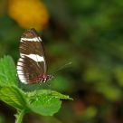 Zebra Longwing