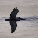 Wings Spread Wide