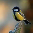 Great Tit (Parus major)