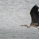 It's a bird