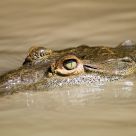 American Crocodile
