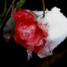 Last rose standing