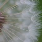 Taraxacum