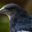 Black Buzzard Eagle