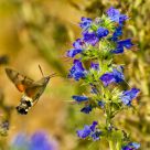 Macroglossum 3