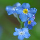 Forget-me-not