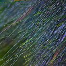 Green lines