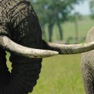 A Great Pair of Tusks