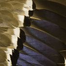 Feathers