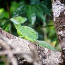 Basilisk