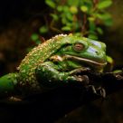 Sleepy Frog