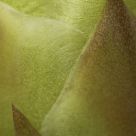 Cactus Bloom Macro