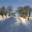 a snowy cart-track