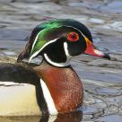 Wood Duck