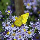 Orange Sulphur