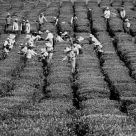Harvest
