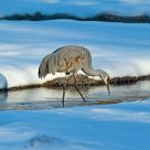 Early Morning Sandhill Crane